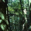 canon p/kodak portra400で撮影した森の写真