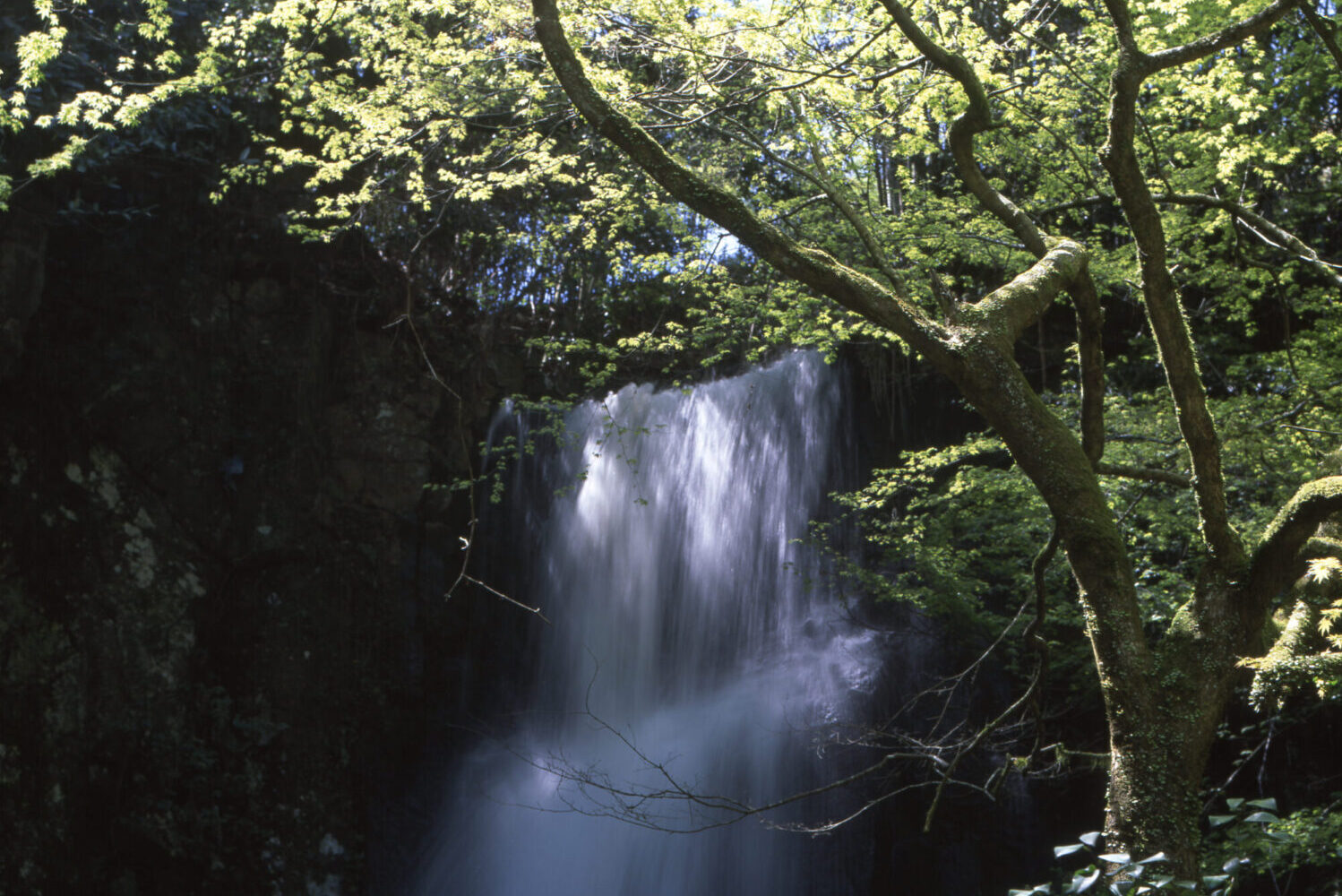 Asahi Pentax 6×7、Super Multi Coated TAKUMAR/6×7 105mm f2.4、フジ　velvia50(リバーサルフィルム)で撮影した新緑と滝の写真