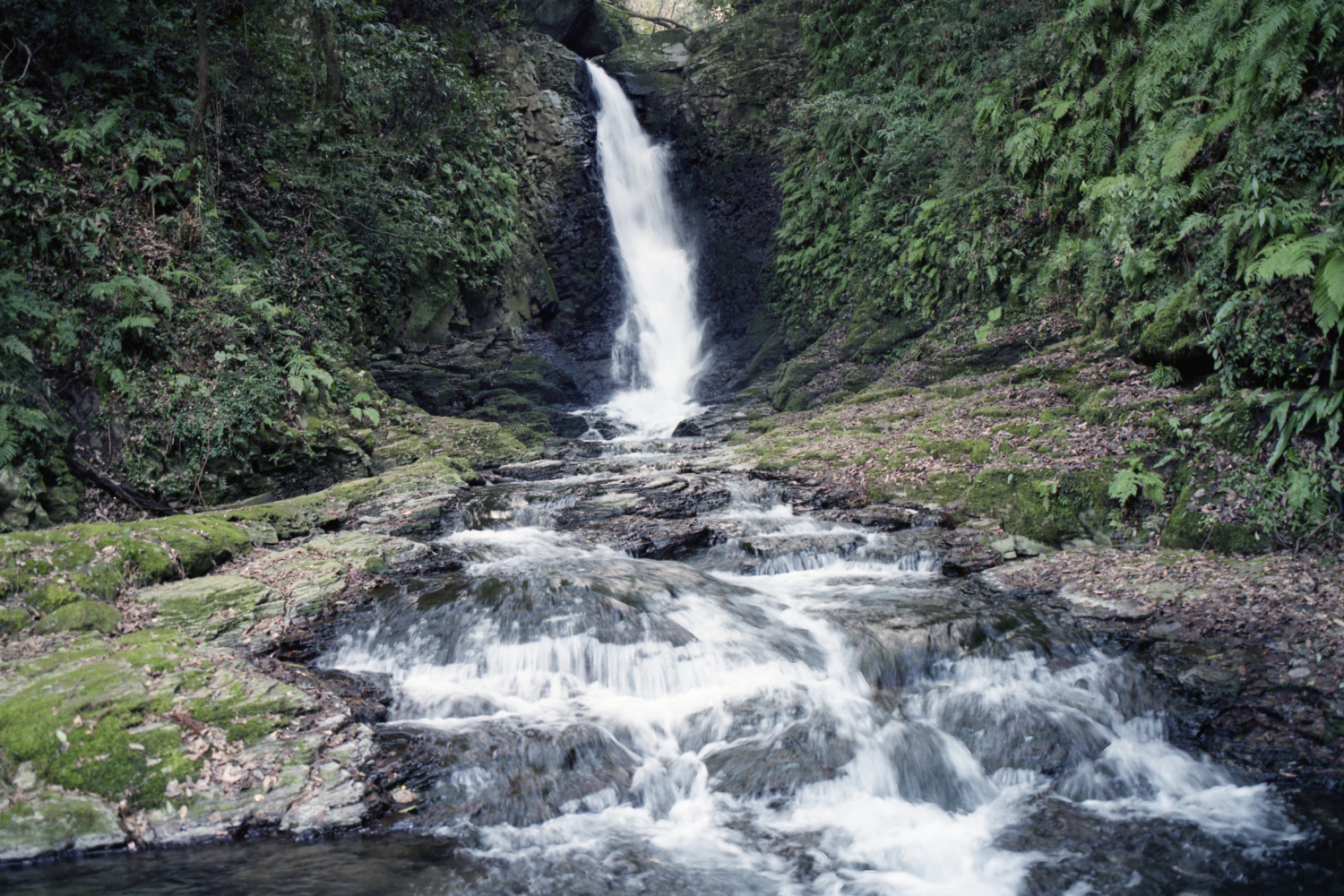 MAMIYA RB67proSD/MAMIYA KL127mmf3.5L ＆ MAMIYA KL65mmf4L/Fuji PRO160nsで撮影したカラーネガフィルムをネガスキャンした画像と実際にプリントした写真を比較してみた