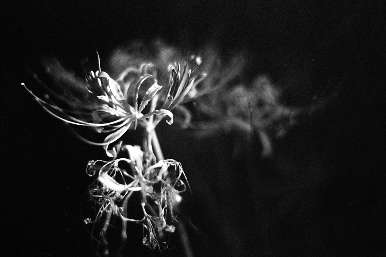 Asahi pentax spf /smc takumar 50mmf1.4f /Oriental newseagull100